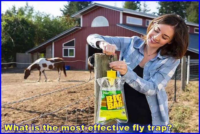 What is the most effective fly trap?